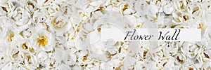 Live wall with many tender white wild roses. Long horizontal banner. Top view shot. Full bloom background for wallpaper