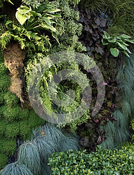 A live wall with shade plants