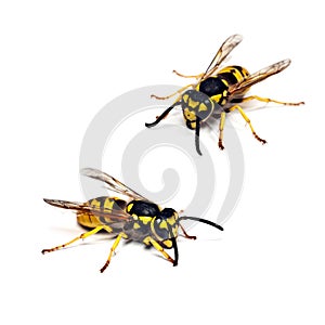 Live wasp isolated on white background