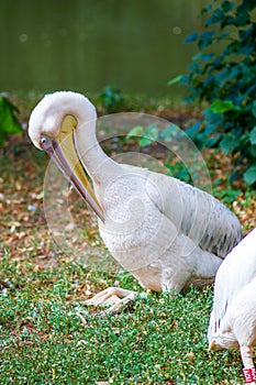 Live white adult birds pelicans clean their plumage with their beak in the summer at the zoo