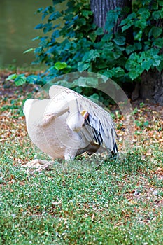 Live white adult birds pelicans clean their plumage with their beak in the summer at the zoo