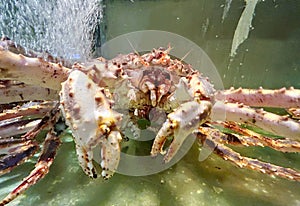 Live Wild King Crab