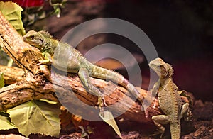 Live wild reptiles lizards shot close-up