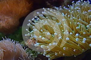 Lively and Beautiful Sea Anemones of different types photo