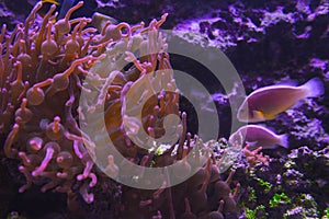 Lively colorful aquatic life in dark display aquarium