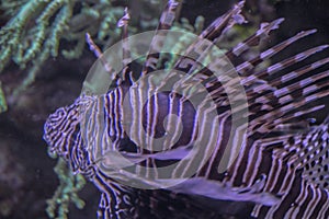 Lively colorful aquatic life in dark display aquarium