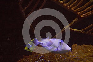 Lively colorful aquatic life in dark display aquarium