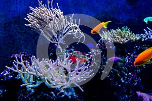 Lively colorful aquatic life in dark display aquarium