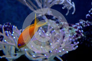 Lively colorful aquatic life in dark display aquarium