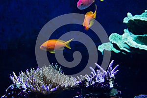 Lively colorful aquatic life in dark display aquarium