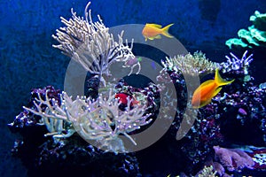 Lively colorful aquatic life in dark display aquarium