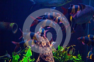 Lively colorful aquatic life in dark display aquarium