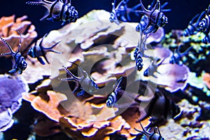 Lively colorful aquatic life in dark display aquarium