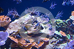 Lively colorful aquatic life in dark display aquarium