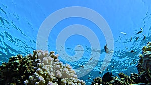 Lively coral reef edge with a lot of colorful fish