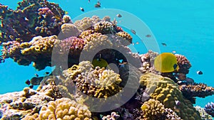 Lively coral reef teeming with life - camera pan in slow motion