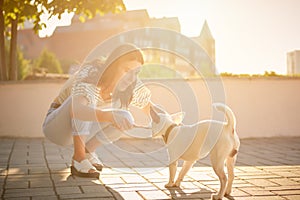 Dog Parson Russell Terrier breed is playing in green park with his owner. Summer time or beginning of autumn. Nature