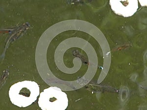 Lively fish feeding on cheerios in a tropical pond