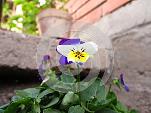 Pansy with potted flower in garden photo