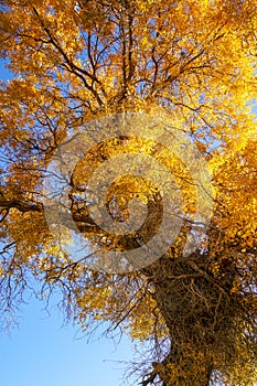 Lively Golden Populus in autumn