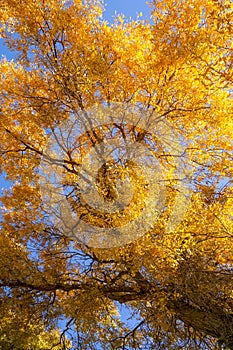 Lively Golden Populus in autumn