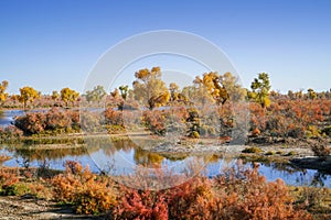 Lively Golden Populus in autumn