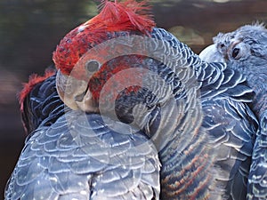 Lively Gorgeous Gang-Gang Cockatoos Playing & Having Fun.