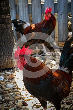 Lively pair of roosters in a crowded chicken coop