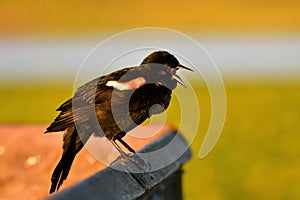 A lively Red-winged blackbird singing from early morning to communicate with his fellows.