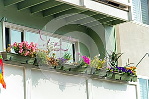 Lively row of spring flowers on a patio or balcony in a suburban area of the neighborhood on a house or home