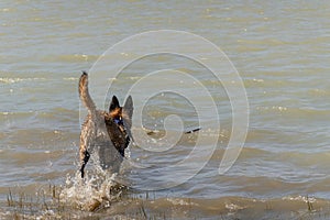 Energetic Belgian Shepherd Dog Chasing a Stick in Water with Splashes photo