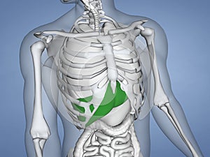 Liver, 3D Human Model