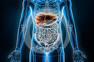 Liver 3D rendering illustration. Anterior or front view of the human digestive system and gastrointestinal tract or bowels.