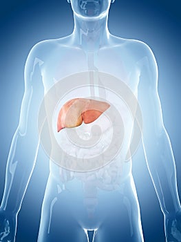 The liver