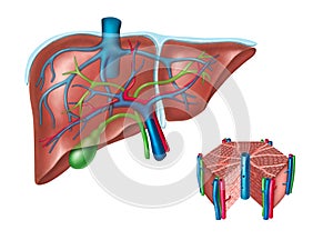 Liver anatomy