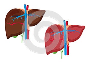 Hígado estructura. hígado el organo aislado sobre fondo blanco ilustraciones 