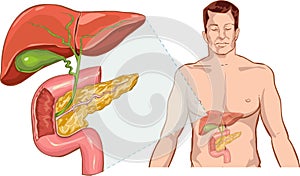 Liver anatomy photo