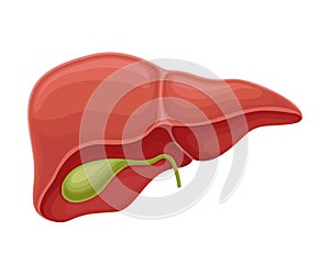 Liver as Donor Organ for Transplantation Isolated on White Background Vector Illustration