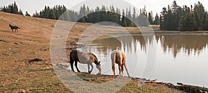 Liver Chestnut Bay Roan mare and Red Roan stallion drinking at the waterhole in Pryor Mountains Wild Horse Range in Montana US