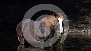 Liver chestnut bay wild horse stallion reflecting in the Salt River while feeding on eel grass - Arizona USA