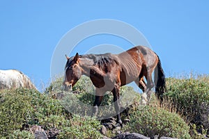 Liver chestnut wild horse stallion in the Salt River wild horse management area near Scottsdale Arizona USA