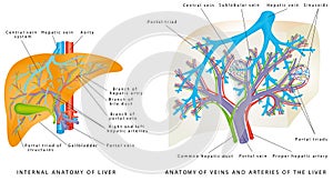 Liver Circulatory System.
