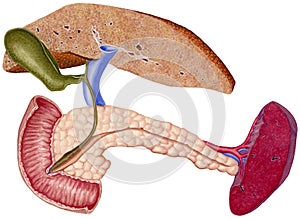 Liver - Cirrhosis photo