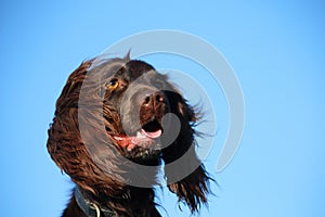 Liver coloured working type cocker spaniel pet gundog