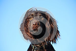 Liver coloured working type cocker spaniel pet gundog