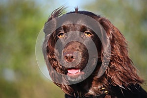 Liver coloured working type cocker spaniel pet gundog