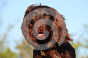 Liver coloured working type cocker spaniel pet gundog