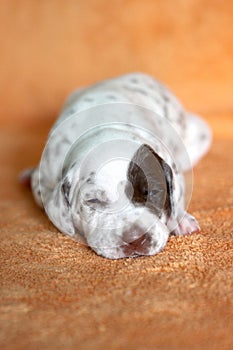 Liver Dalmatian puppy with patch