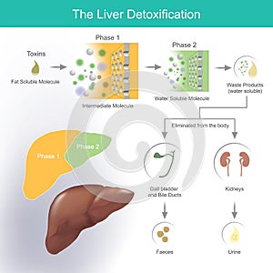 The liver detoxification. Illustration info graphic. photo