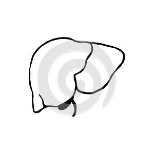Liver doodle vector illustration. Human internal organ line icon